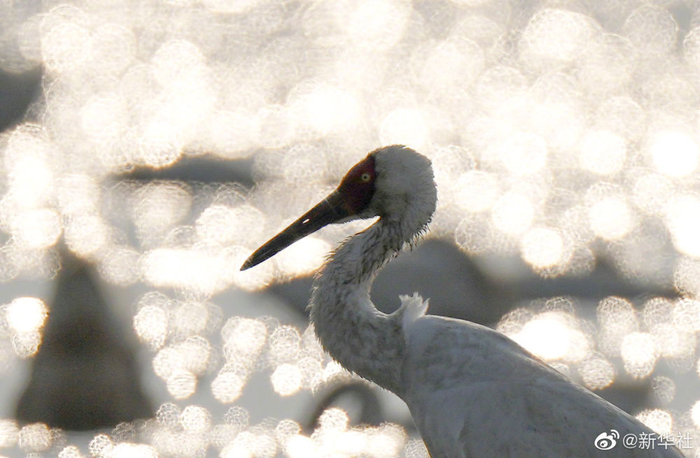 鄱阳湖迎来大批越冬候鸟