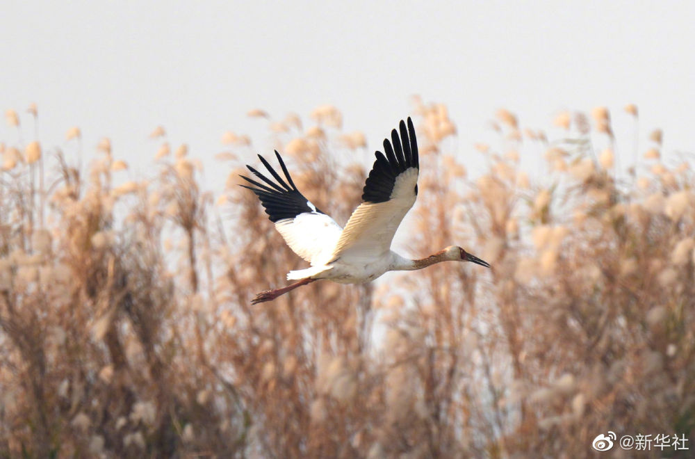 鄱阳湖迎来大批越冬候鸟