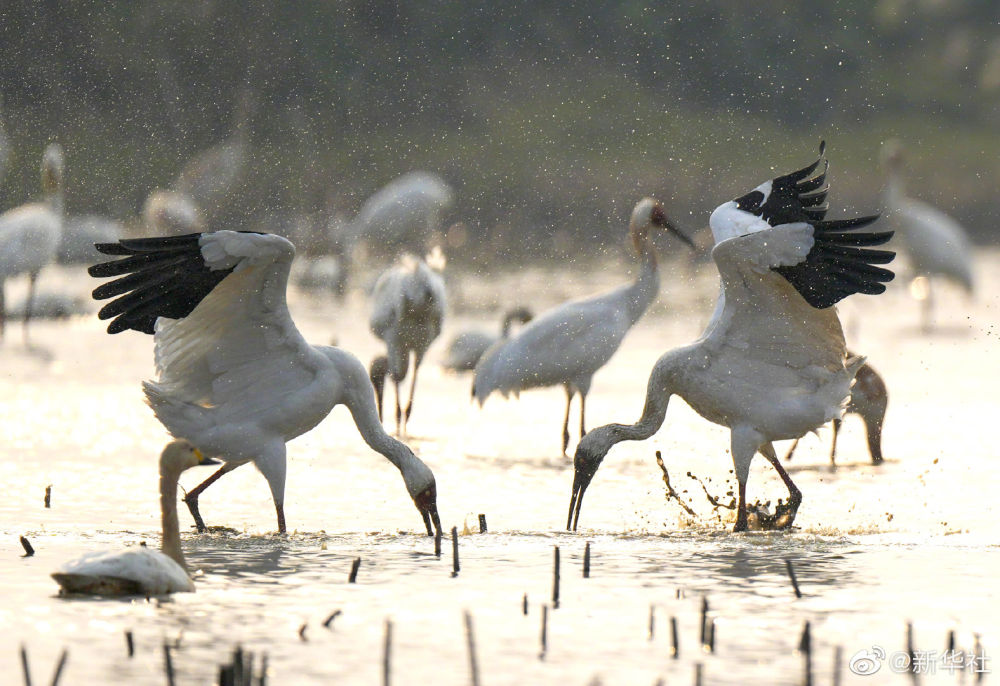 鄱阳湖迎来大批越冬候鸟