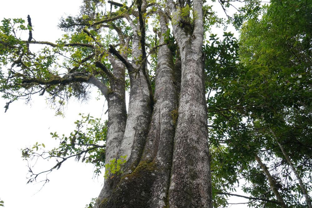 保山昌宁发现大面积野生桂花古树群落