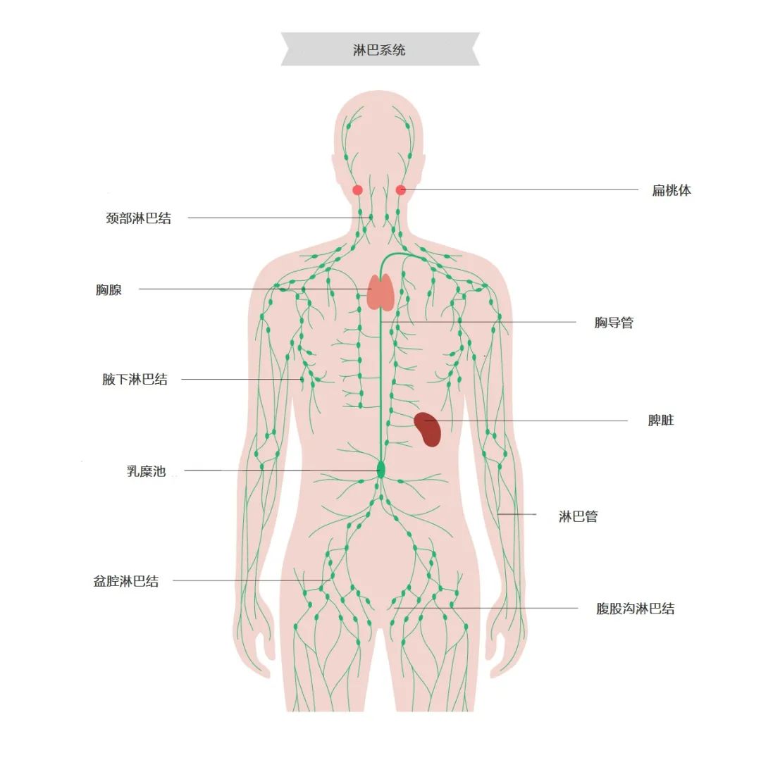 全身体表淋巴结图片
