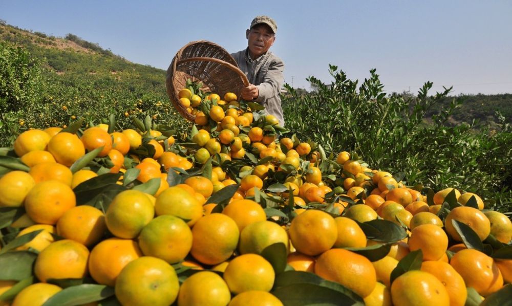 湖北省丹江口市习家店镇村民在收获柑橘（2021年10月8日摄）。新华社发（裴建丹 摄）
