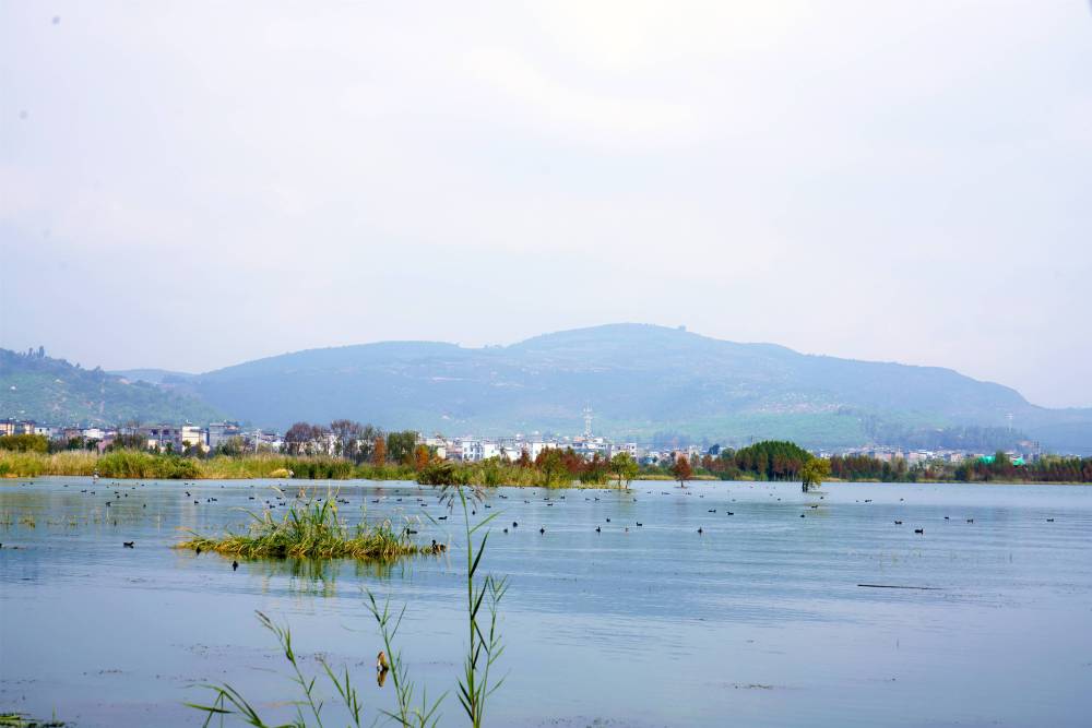 白骨顶鸡齐聚玉溪江川星云湖越冬