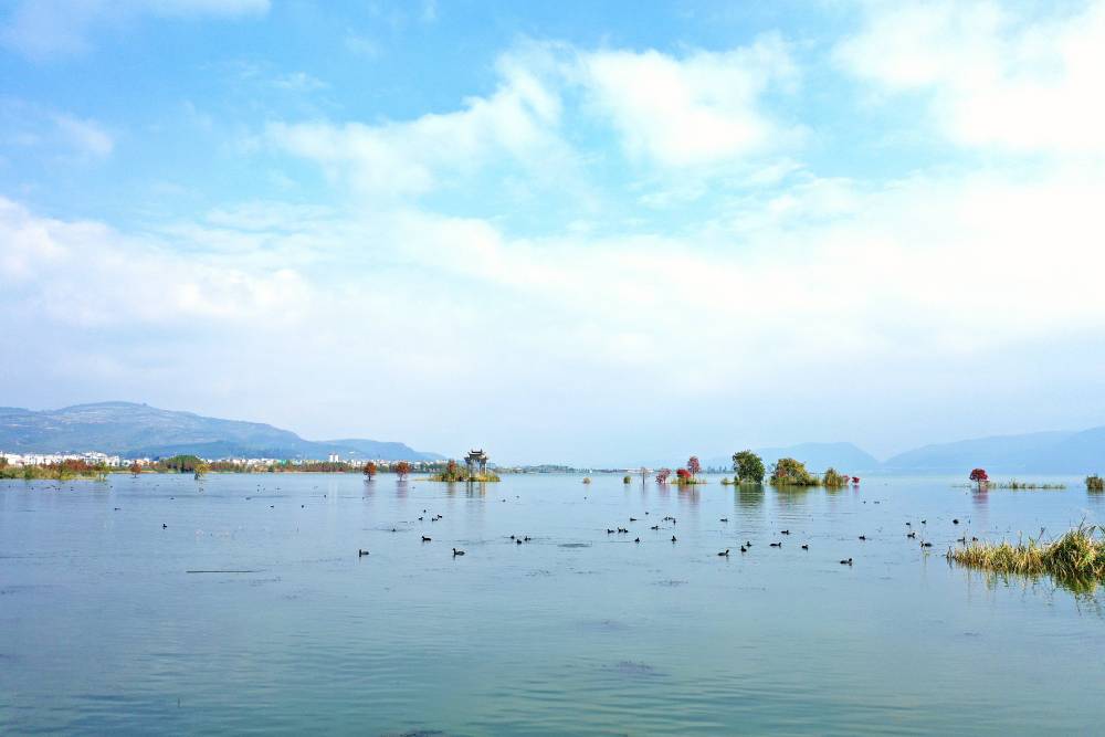 白骨顶鸡齐聚玉溪江川星云湖越冬