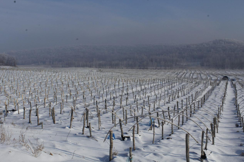 黑龙江小兴安岭毁林种参1.6万余亩 相关部门去哪了