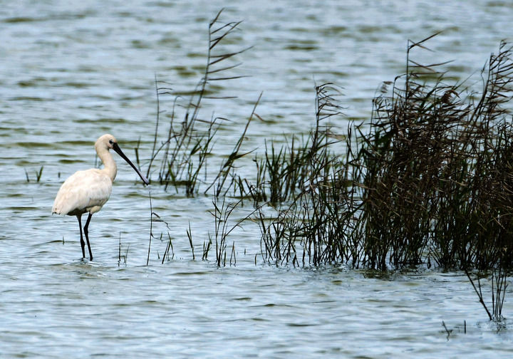 闽江河口湿地成为全球濒危鸟类聚集地