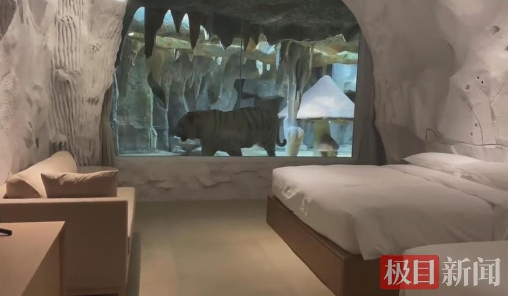 江苏一酒店现“虎景房” 可与老虎隔窗而眠