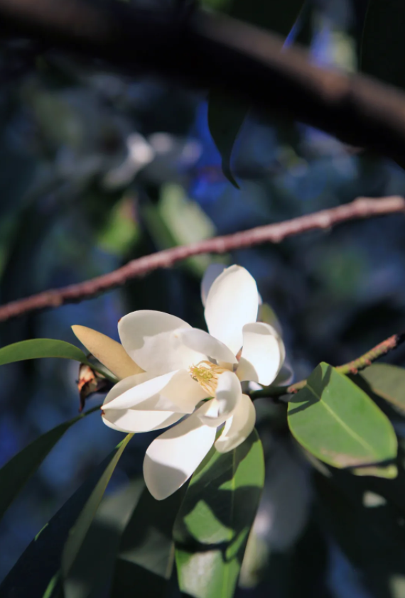 一起"郁"见"梅"好 - 新华社客户端