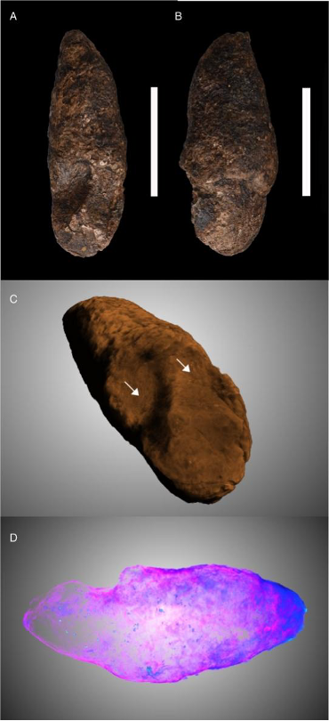 科学家发现3300万年前粪便上的鳄鱼足印