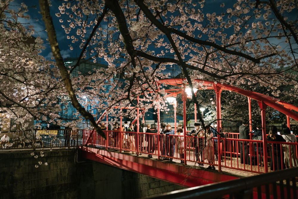 东京樱花季带你赏夜樱