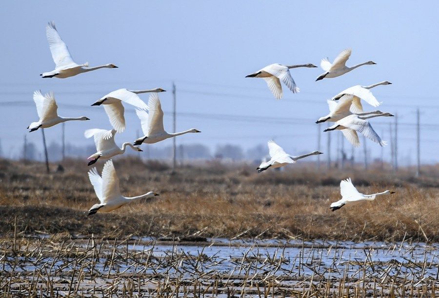 中国北方湿地迎来更多春归候鸟