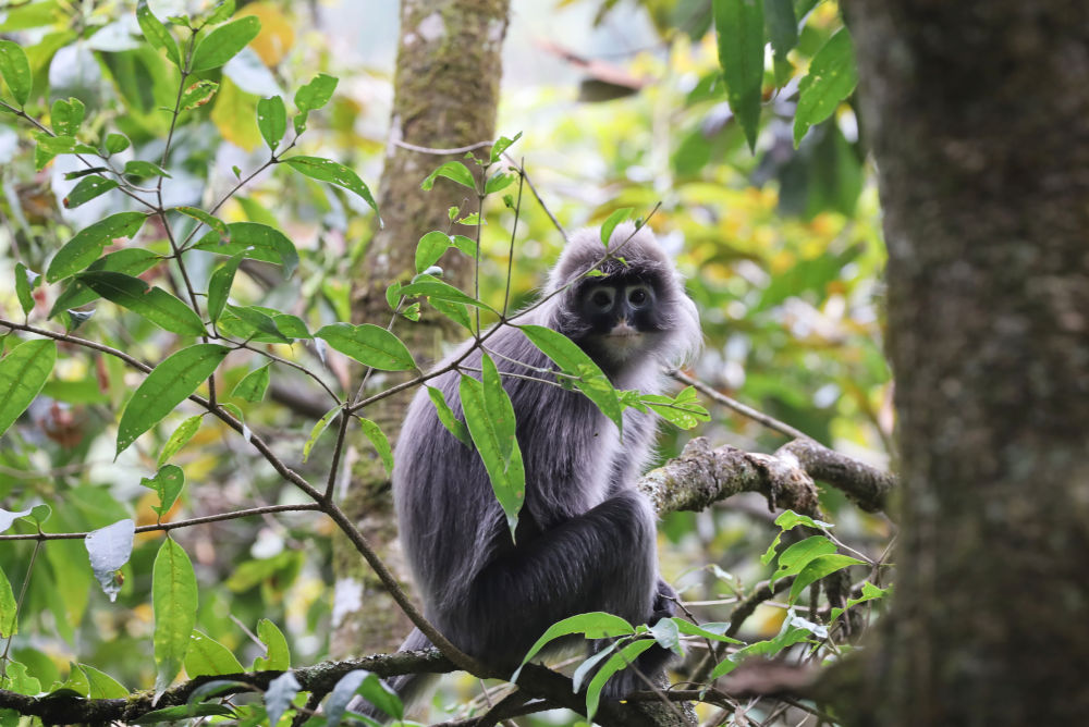 保山龍陵瀕危動物菲氏葉猴家族喜添