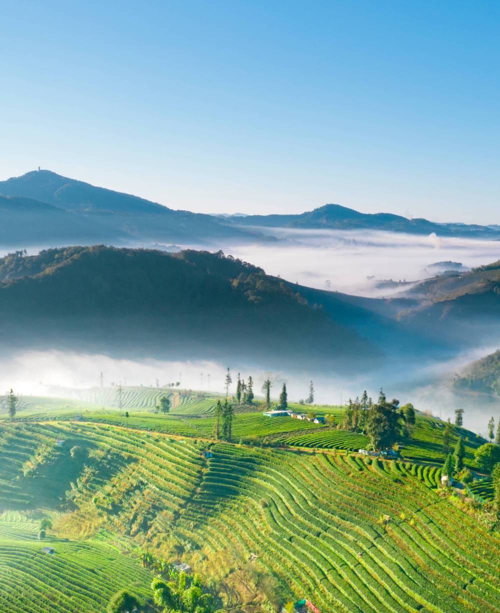 普洱思茅:万亩有机茶园绘"春景" - 新华社客户端