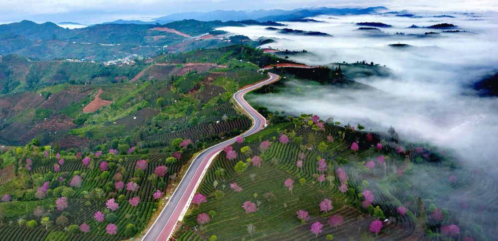 普洱思茅:万亩有机茶园绘"春景" - 新华社客户端