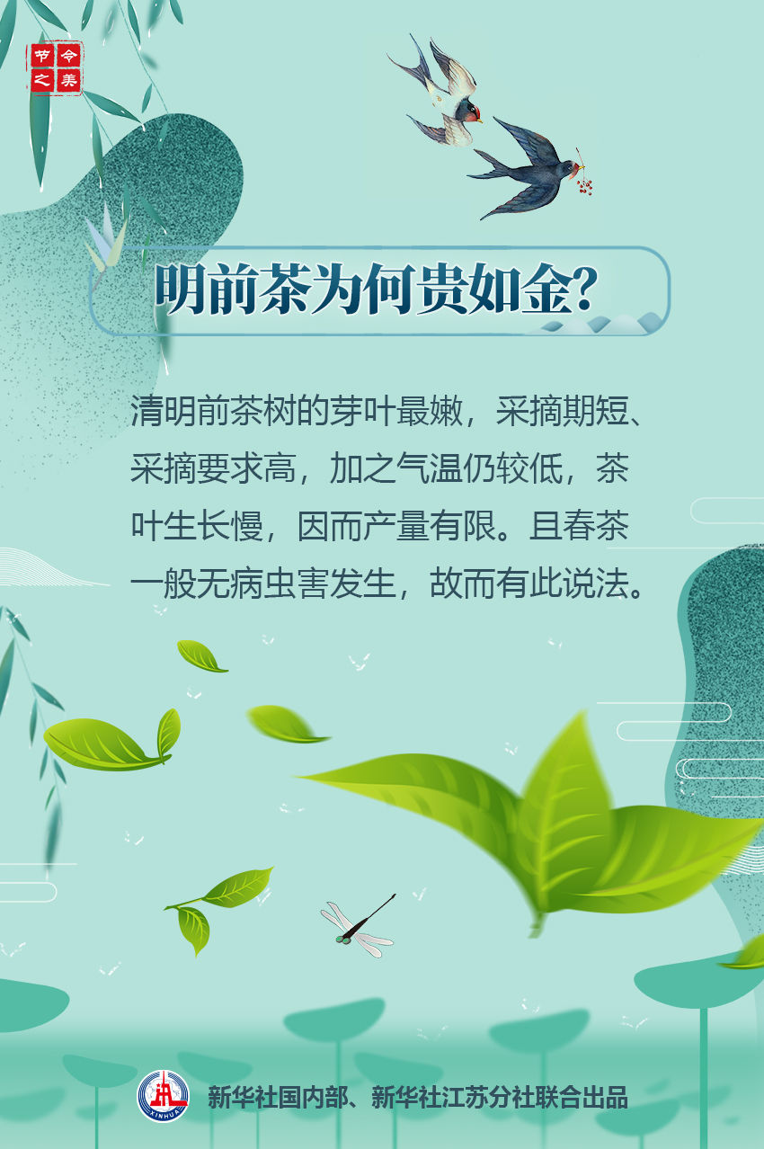 清明节气有何特点为何说明前茶贵如金