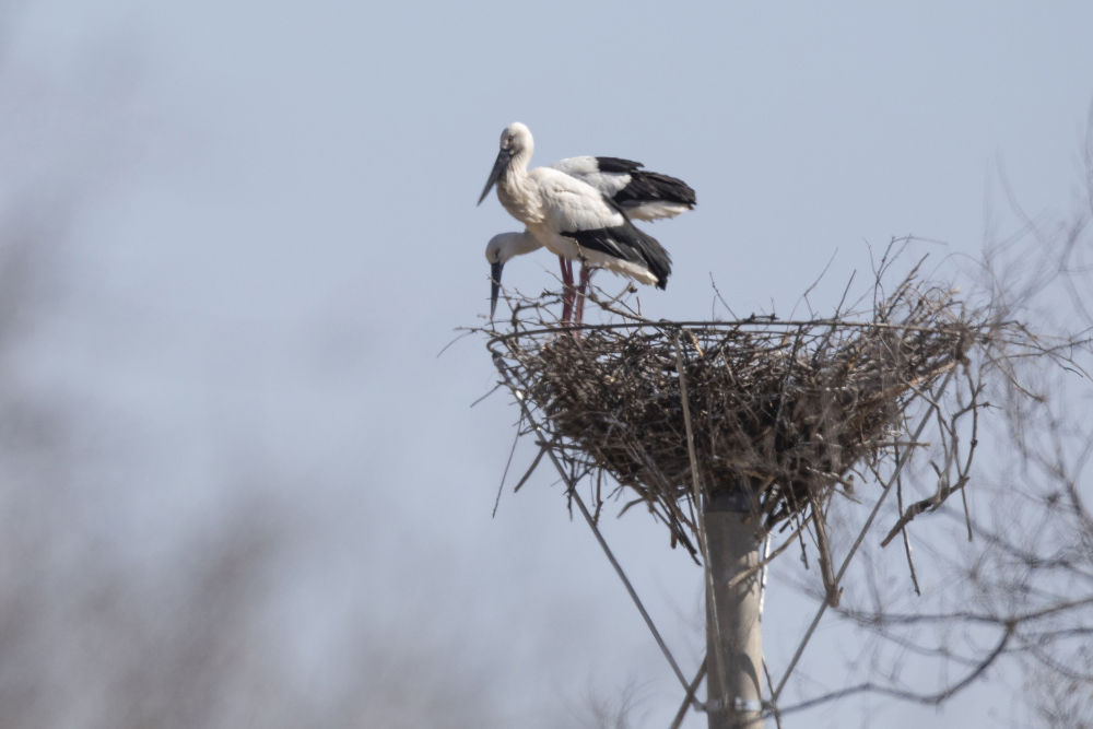 “鸟界国宝”东方白鹳在内蒙古兴安盟筑巢繁殖