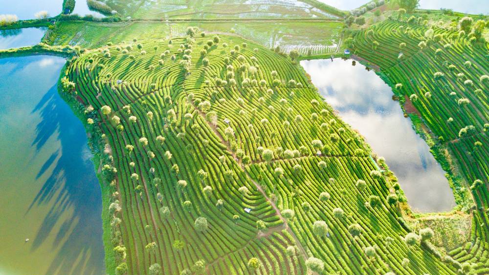 普洱思茅:万亩有机茶园绘"春景" - 新华社客户端