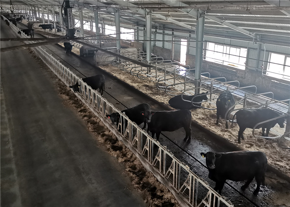 黑龙江省肇东市向阳乡向阳村的冰城黑牛牧场,拥有8栋现代化牛舍,存栏