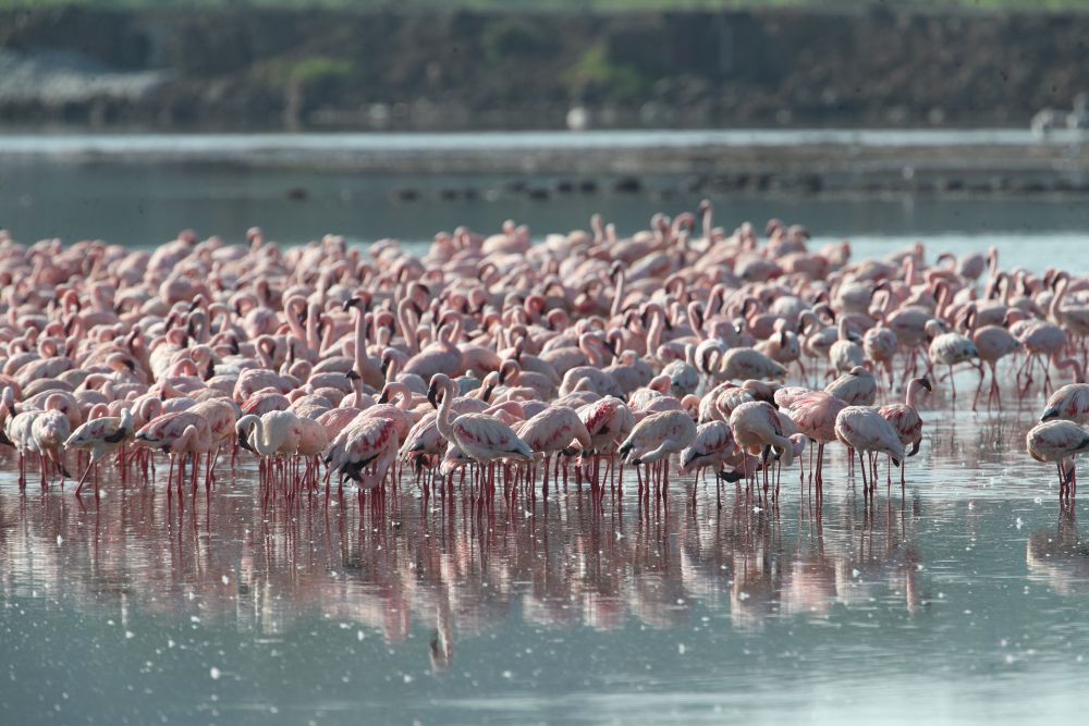 肯尼亚纳库鲁湖国家公园的火烈鸟 - 新华社客户端