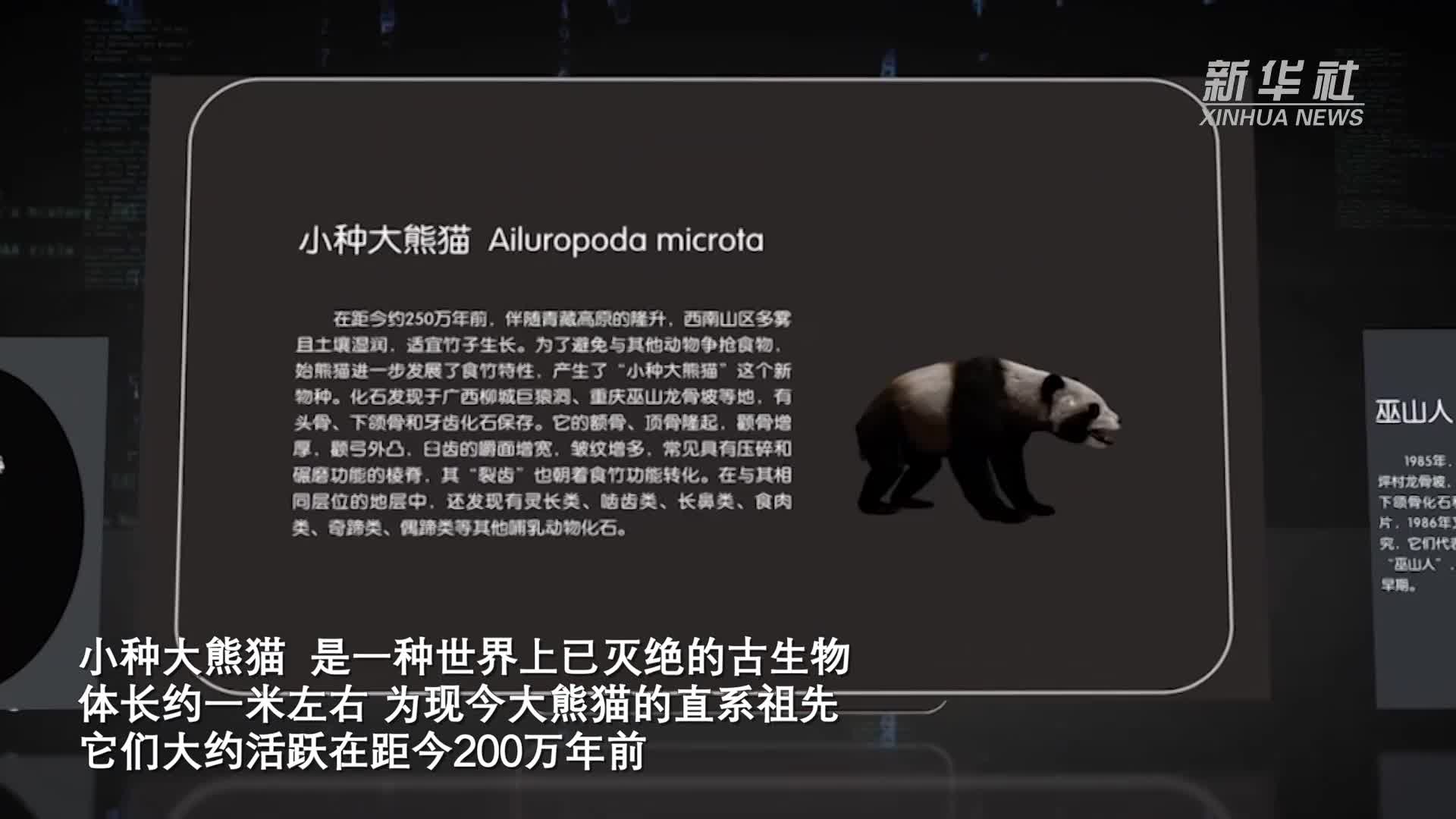 熊猫是啥时候开始"吃素"的?