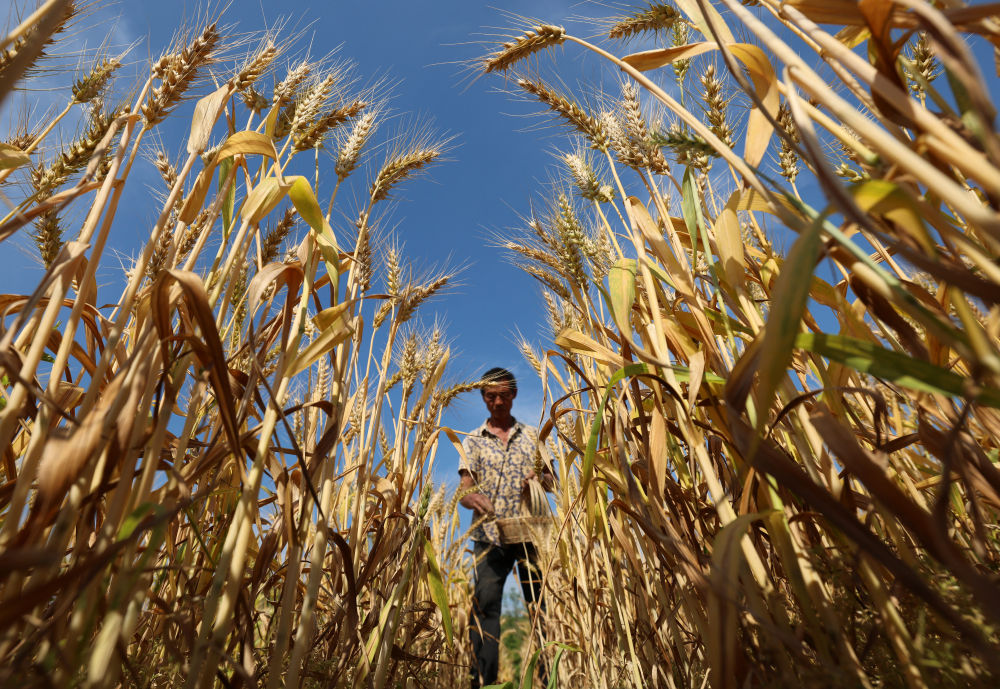 预计今年夏收夏种期间大部分时段天气条件较好