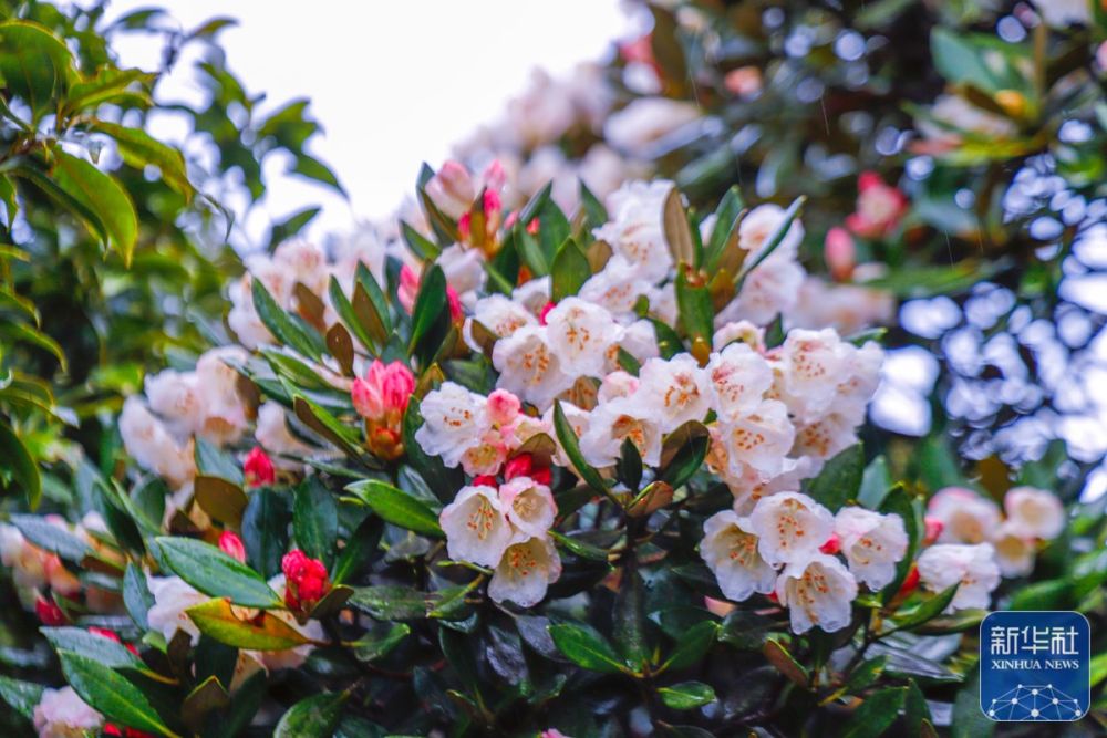 2022金秀圣堂山杜鹃花文化旅游节启动 - 新华社客户端