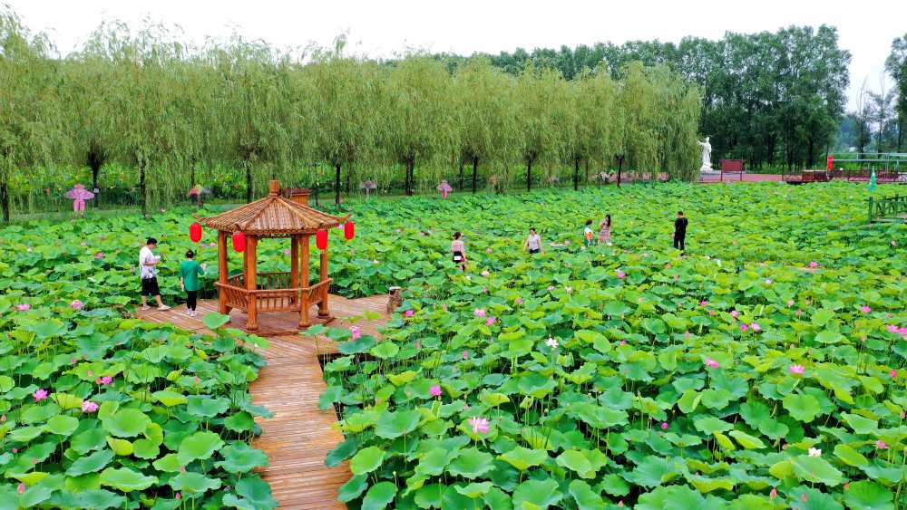 河北香河万亩荷塘惹人醉