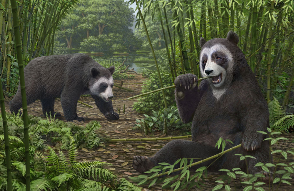 远古发现丨化石为证！大熊猫吃竹已有600万年