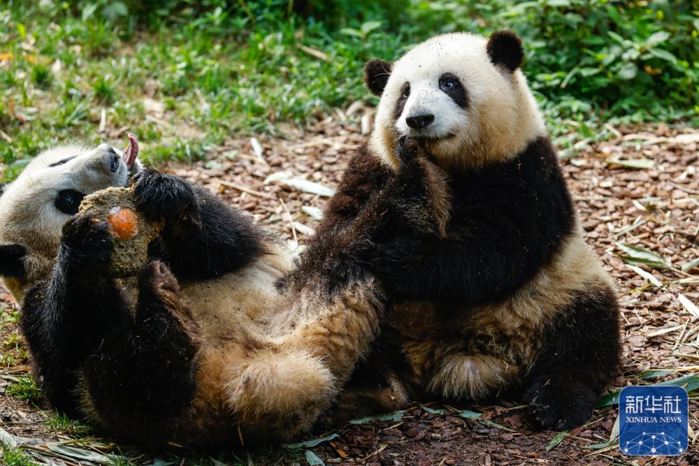 大熊猫龙凤胎姐弟和花和叶生日会