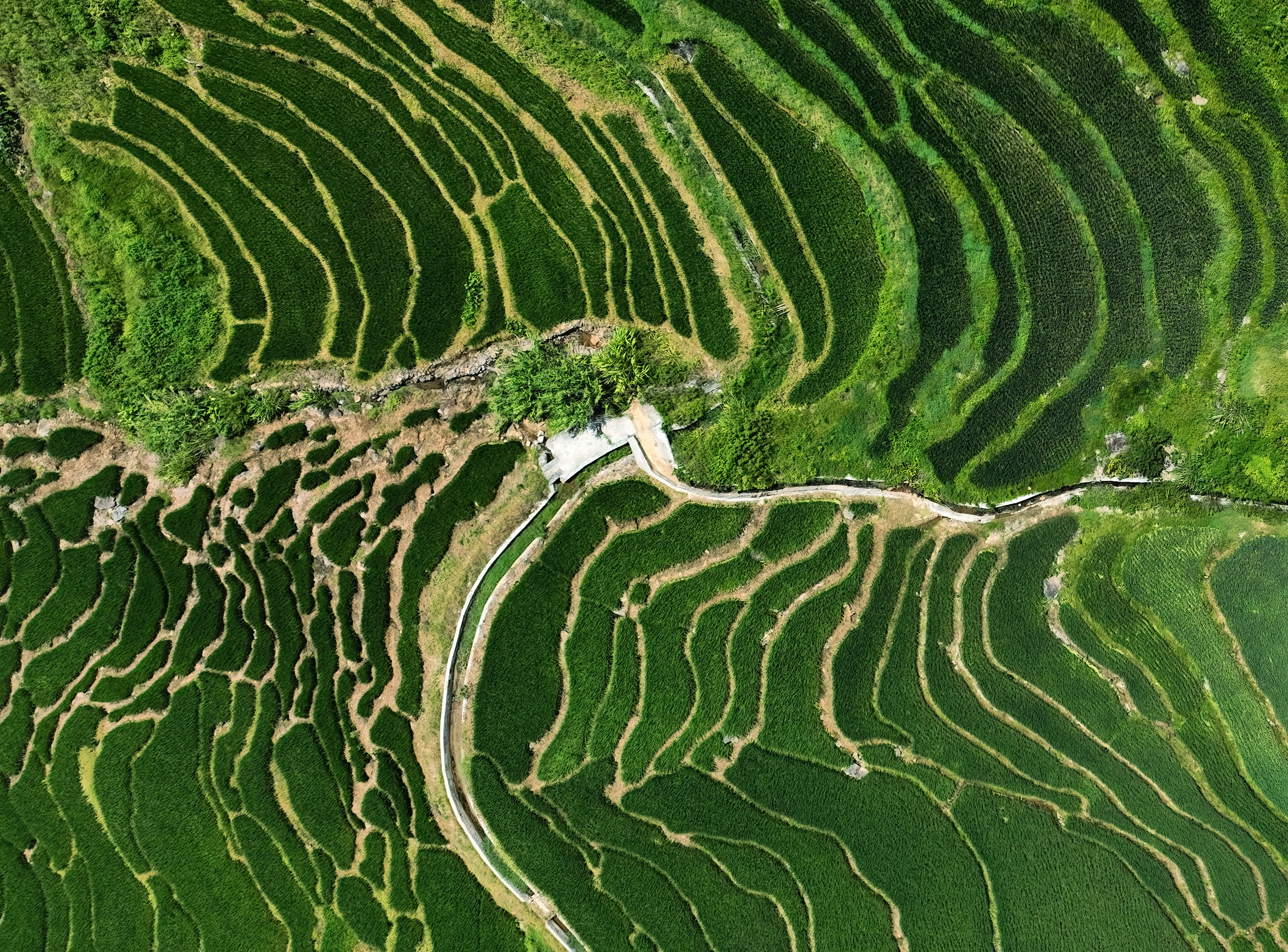 福建漳平梯田图片