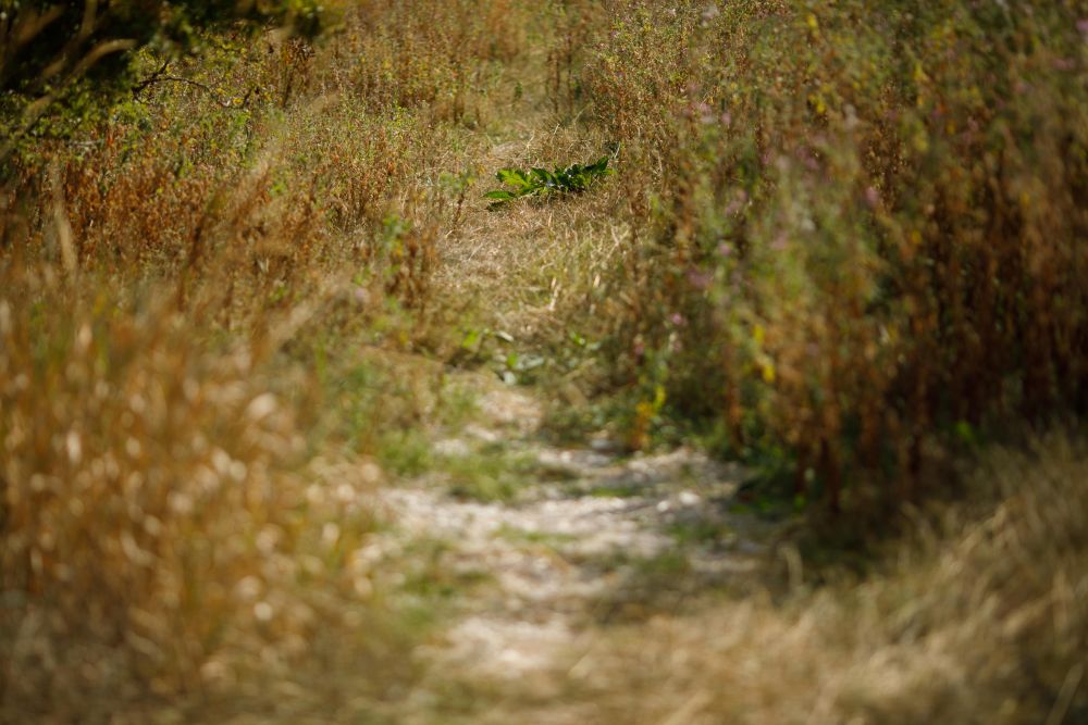 英国炎热 泰晤士河源头干涸