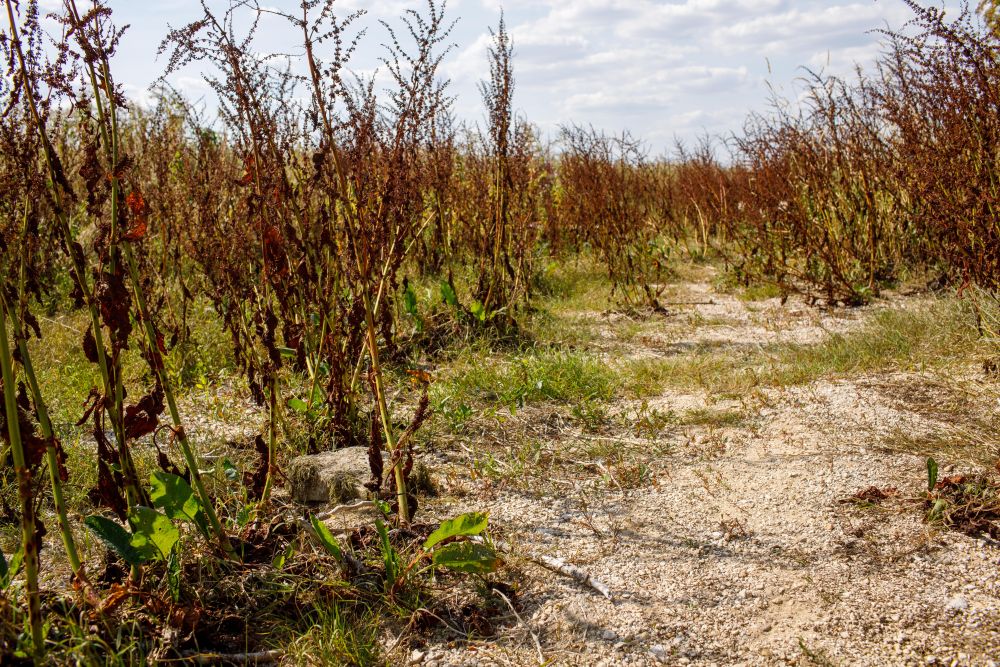 英国炎热 泰晤士河源头干涸