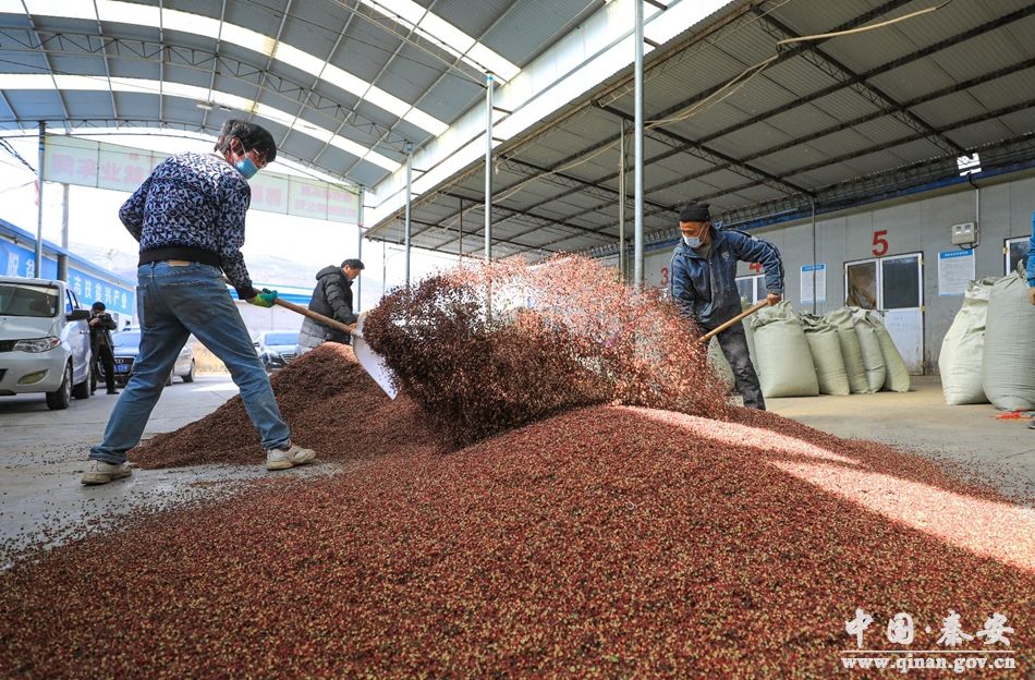 秦安县在花椒种植相对集中的地方建立了11个花椒专业市场,培育了12家