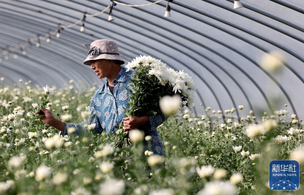 鄉(xiāng)村秋忙