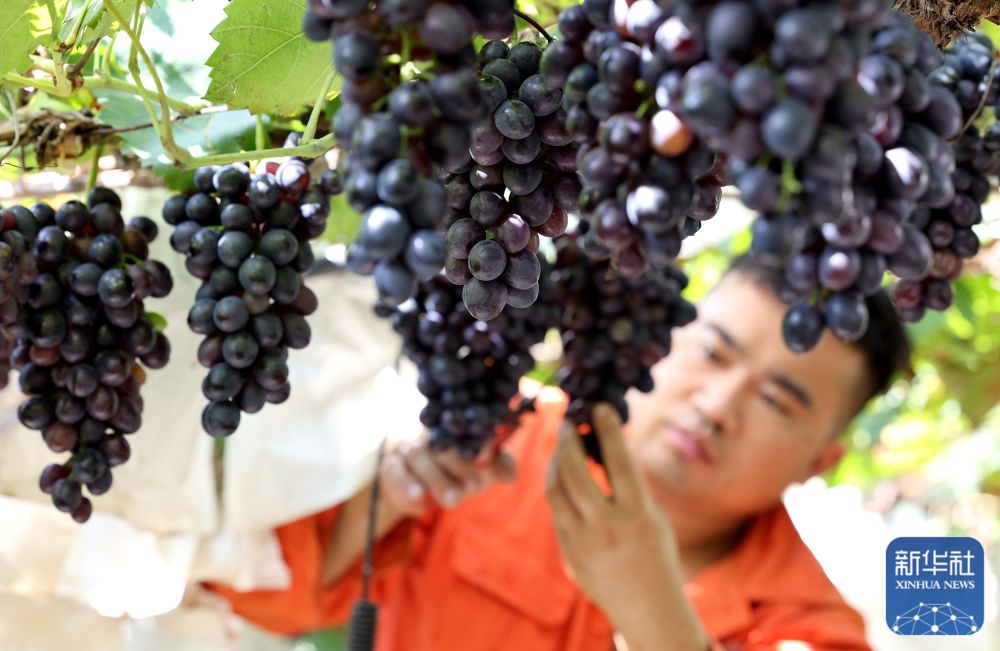 鄉(xiāng)村秋忙