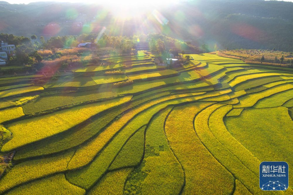 秋日里，各地一派豐收景象