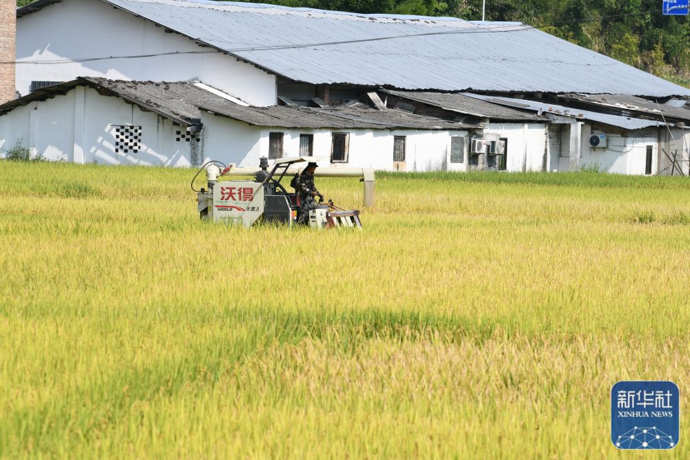 鄉(xiāng)村秋忙