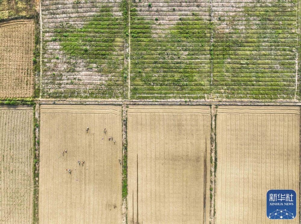 鄉(xiāng)村秋忙