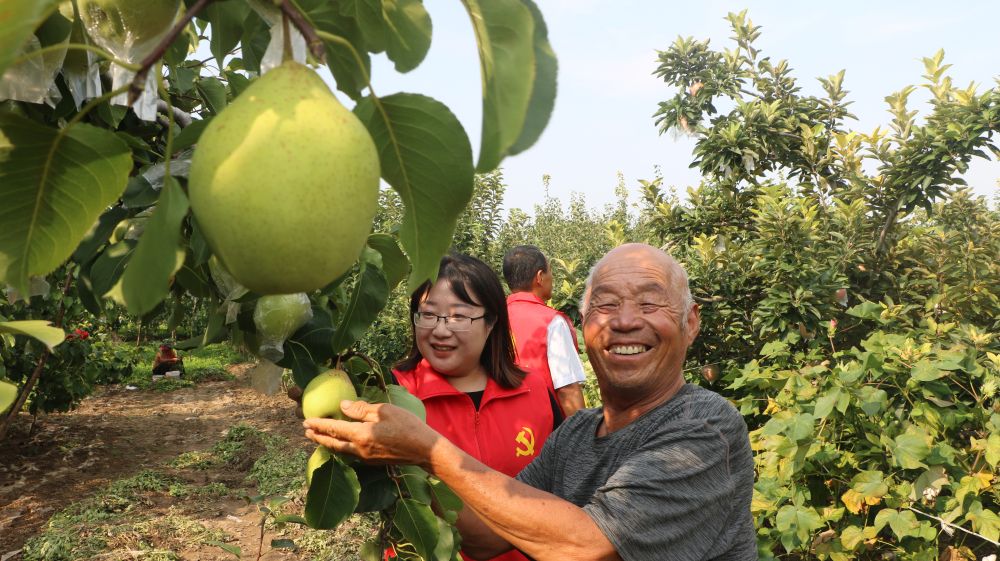 山东绿化树苗价格