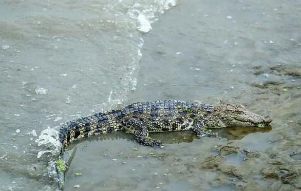 上海黄浦江畔惊现鳄鱼 初步判断其为暹罗鳄