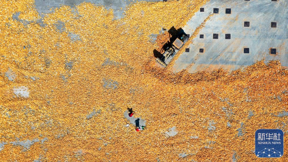 秋日里，各地一派豐收景象
