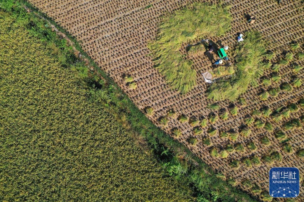 秋日里，各地一派豐收景象