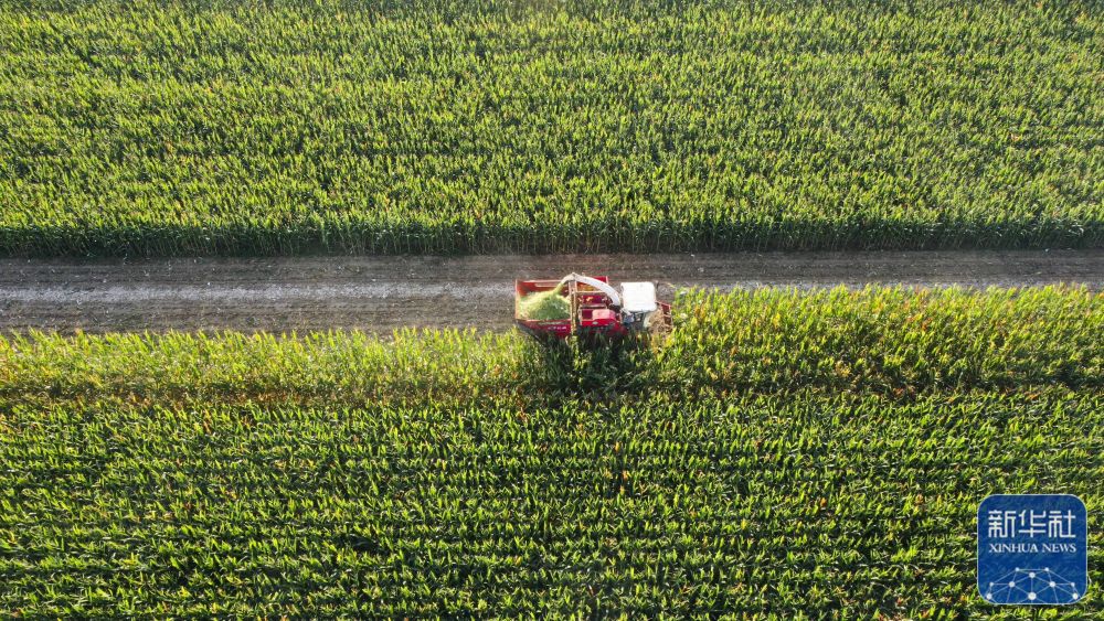 鄉(xiāng)村秋忙