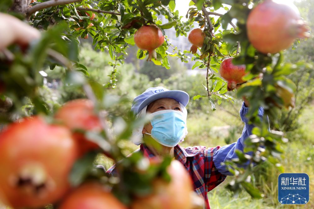秋日里，各地一派豐收景象