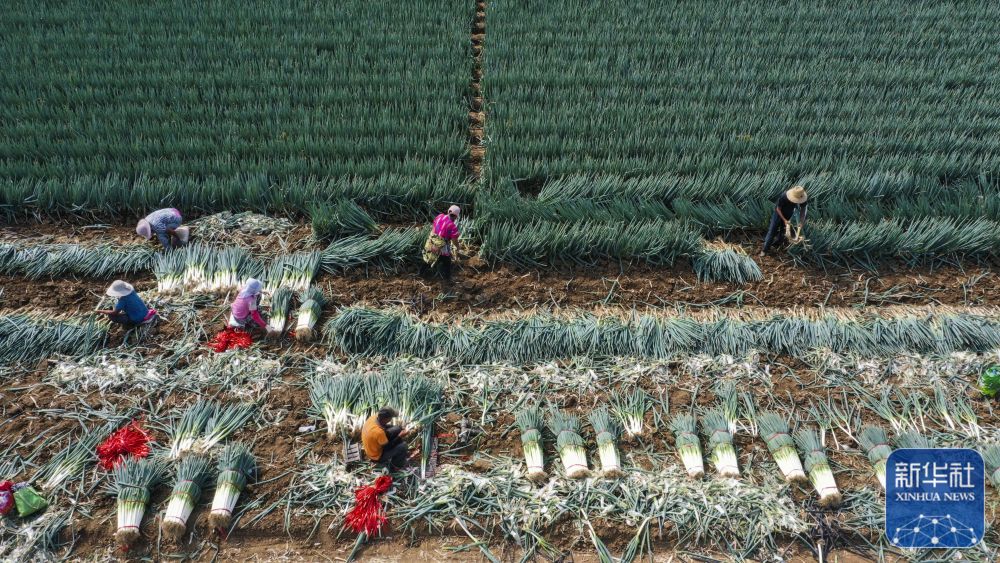 秋日里，各地一派丰收景象