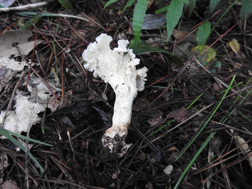 我國發(fā)現(xiàn)新物種 專家建議不要采食