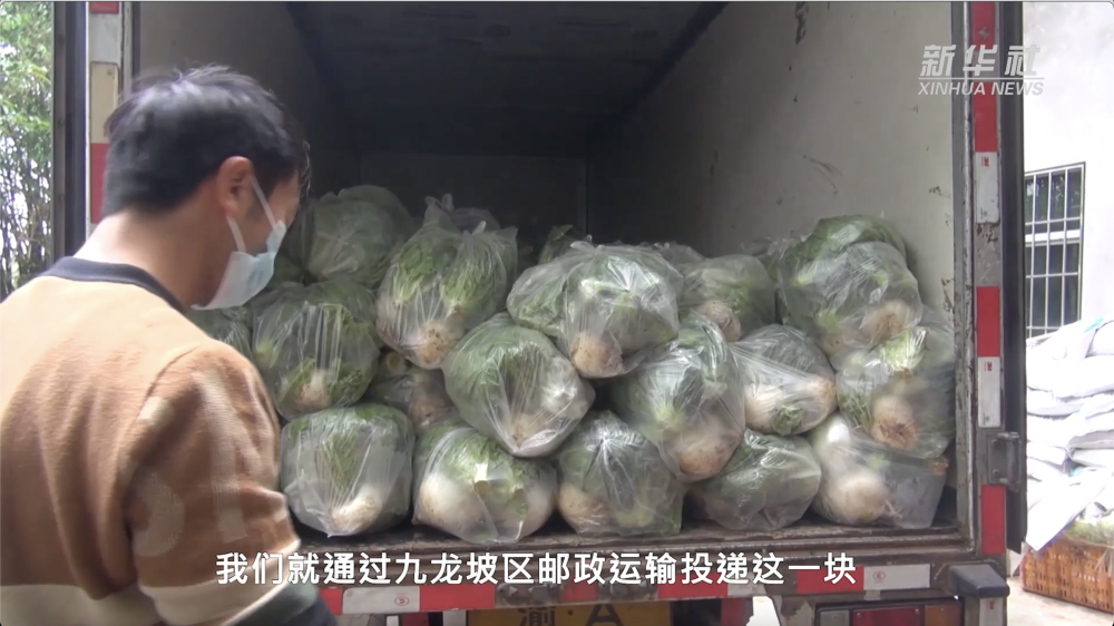 “疫”线有我｜重庆：“新农人”陈建华的蔬菜保供故事