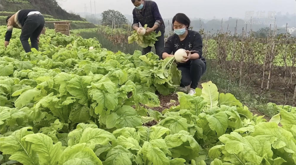 “疫”线有我｜重庆：“新农人”陈建华的蔬菜保供故事