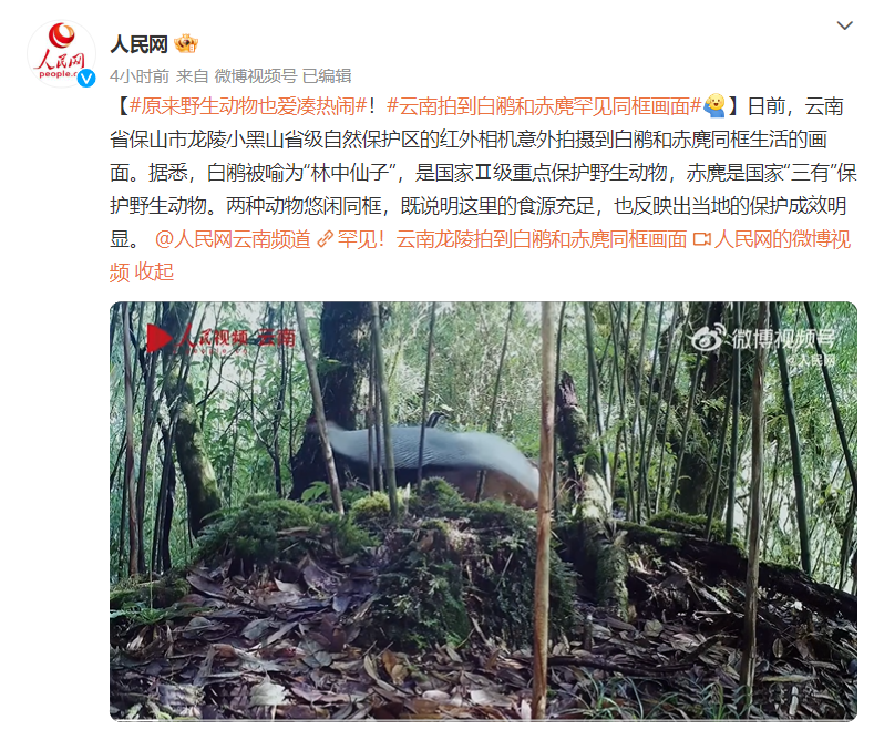 罕见!云南拍到白鹇和赤麂同框画面