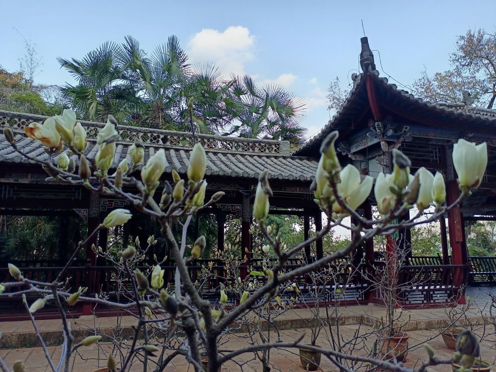 玉溪通海玉兰花开惹人爱